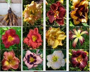 Отдам многолетние цветы ЛИЛЕЙНИКИ - Объявл ЛИЛЕЙН.jpeg