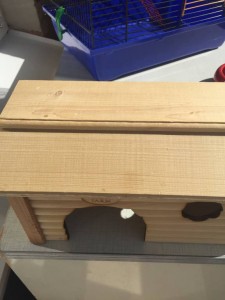 Для грызунов - 8E017080-C82E-4BE0-8FC9-191ACC979681.jpeg