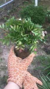 Рассада бархатцев много ОТДАНО - AB530696-2C8D-47E3-AAA2-78179C6D3D55.jpeg