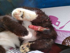 Переноска для котика - 7.jpg