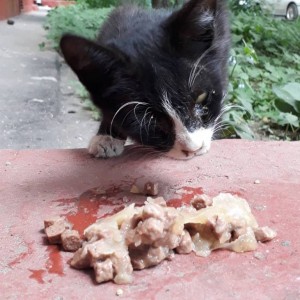 Переноска для котика - IMG_20190615_213706_534.jpg