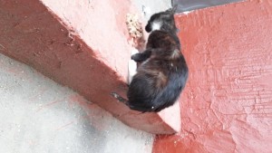 Переноска для котика - 20190523_122815.jpg