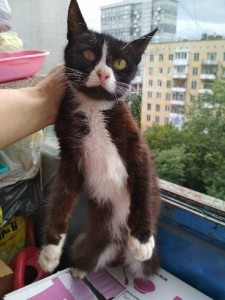 Переноска для котика - part0000071.jpg