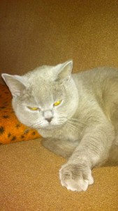 Кошка Британская - DSC_0112.jpg