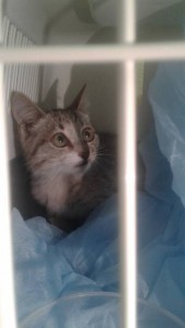 Отдам котеночка. Самец. - 20190801_213533.jpg