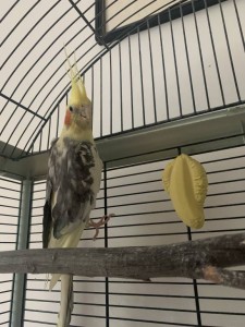 Приму в дар самца кареллу - image.jpg