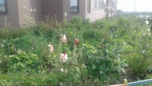 Семена мальвы розовой отдам. - 20190726_164001.jpg