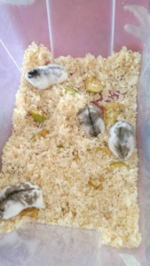 Хомяки - IMG-20190831-WA0021[1].jpeg