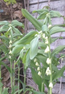 Отдам садовые растения ирисы, купену - IMG_0914 купена_1.jpg