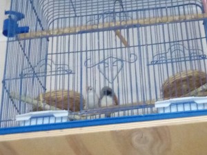 Отдам даром 89856975712 Ольга звоните все по телефону отвечу