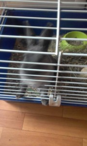 Отдам кролика - 20190812_142316.jpg