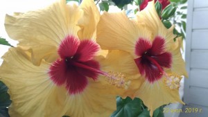 Черенки гибискусов - P_20190722_110247_vHDR_Auto.jpg