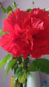 Черенки гибискусов - P_20190826_115524_SRES.jpg