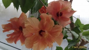 Черенки гибискусов - P_20191007_112259_vHDR_On_p.jpg