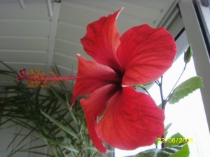 Черенки гибискусов - S73F1285.JPG