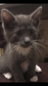 Отдам котенка - IMG-20191011-WA0014.jpg