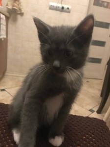 Отдам котенка - IMG-20191008-WA0031.jpg