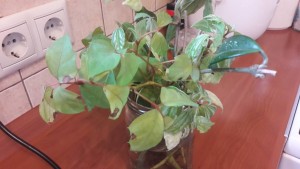 ОТДАНО. Отдам отростки комнатных цветов. - 20191125_120413.jpg