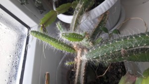 ОТДАНО. Отдам отростки комнатных цветов. - 20191125_120448.jpg