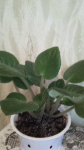 Отдам Фиалку ,Пальму - IMG_20191229_124328.jpg