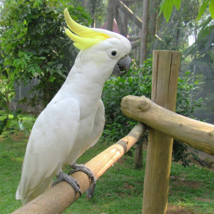 Приму в дар попугая Жако или Какаду. - image (2).JPG