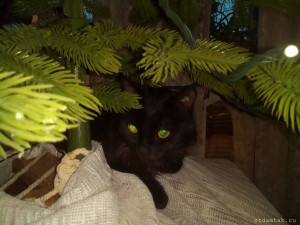 Этот новый год