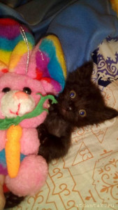 пара месяцев возраст