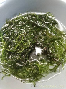 Аквариумные растения даром ОТДАНО - аквар.мох.jpg