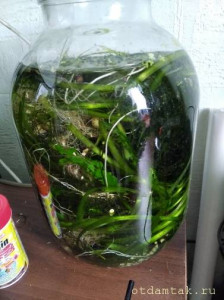 Аквариумные растения даром ОТДАНО - аквар раст.jpg