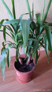 Отдам излишки домашних цветов - IMG_20200831_171712.jpg