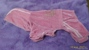 Комбинезоны для маленькой собачки - P_20210110_180809_vHDR_On.jpg