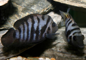 Приму в дар цихлид в Аквариум 240 л. - 1.jpg