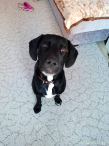 В добрые руки отдаем мальчика метис лабрика и спаниеля 7 месяцев - 5b2cfe57-083e-432b-b5d0-14d3a9327b89.jpg