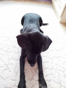 В добрые руки отдаем мальчика метис лабрика и спаниеля 7 месяцев - add74c9b-d668-454b-8824-bb71555d587f.jpg