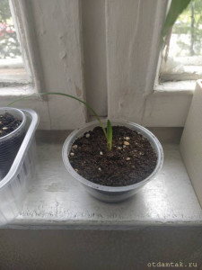 Отдаю деток амариллиса - IMG_20210703_154456.jpg