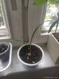 Отдаю деток амариллиса - IMG_20210703_154634.jpg