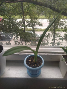 Отдаю деток амариллиса - IMG_20210703_154335.jpg