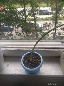 Отдаю деток амариллиса - IMG_20210703_154355.jpg