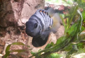 Цихлазомы чернополосые - 6.jpg