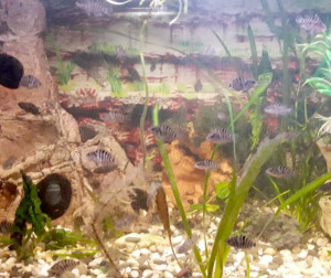 Цихлазомы чернополосые - 9.jpg