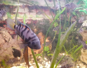 Цихлазомы чернополосые - 7.jpg