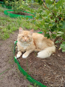 Отдам в дар котика мышелова - IMG-20230712-WA0004.jpg