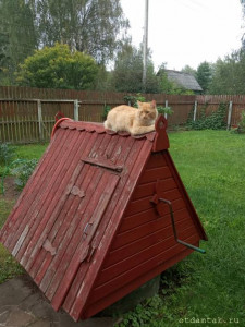 Отдам в дар котика мышелова - IMG-20230827-WA0000.jpg