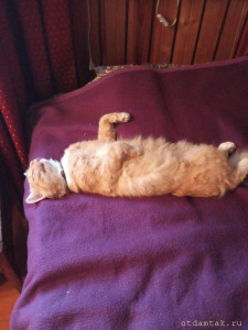 Отдам в дар котика мышелова - IMG-20230729-WA0006.jpg