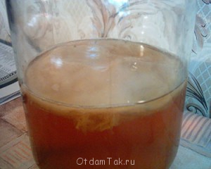 Чайный гриб. Отдам даром - grib2.jpg