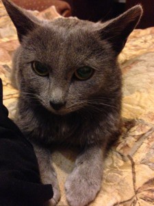 Русская голубая в добрые руки - image-22-12-14-12-40.jpeg