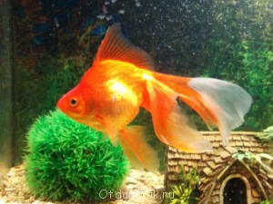 Отдам рыбок - IMG_20140320_204530.jpg