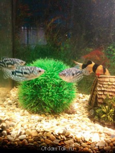 Отдам рыбок - IMG_20140323_192646.jpg