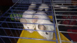 Шиншиллы - WP_20140915_18_26_52_Pro.jpg