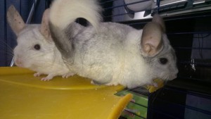 Шиншиллы - WP_20140915_18_27_04_Pro.jpg